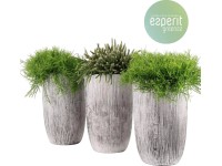 Koralový kaktus rôzne druhy v kamennom kvetináči výška cca 35 cm priemer kvetiná