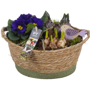 Jarné aranžmán v prútenom košíku s prvosienkami, narcismi a ozdobným vtáčikom. Priemer kvetináča cca 19 cm.