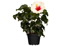 GROW by OBI Ibištek čínska ruža (rosa-sinensis) výška cca 50 cm