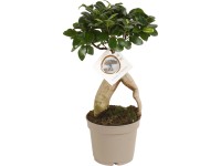 Bonsai fikusu Ginseng, priemer cca 12 x 30 - 35 cm