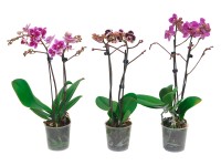 Orchidea Phalaenopsis multiflora Spotty 2 výhonky