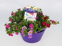 Vonkajšie rastliny aranžmánu tri druhy pr. 23 cm