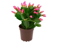 Vianočný kaktus Mini Flame mix
