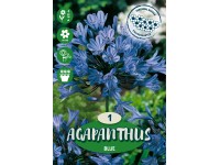 Agapant Africanus modrý