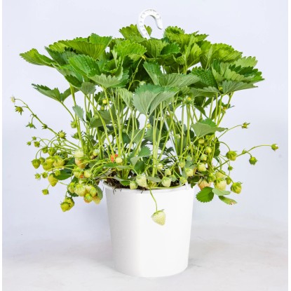 Jahodník veľkoplodý (Fragaria ananassa) v závesnom kvetináči, pr. kv. cca 21 cm