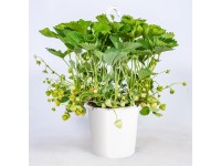 Jahodník veľkoplodý (Fragaria ananassa) v závesnom kvetináči, pr. kv. cca 21 cm