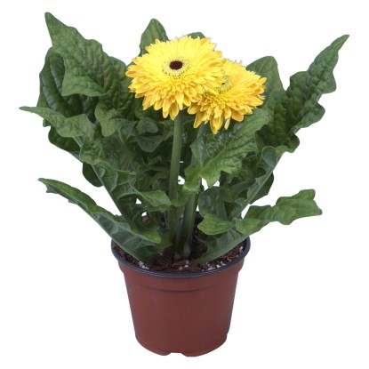 GROW by OBI Gerbera žltá priemer kvetináča cca 12 cm