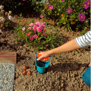 Sádzací nástroj na cibuľky Gardena v akcii: Jednoduchá výsadba kvetinových cibuliek.