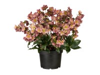 Čemerica (Helleborus x glandorfensis) 