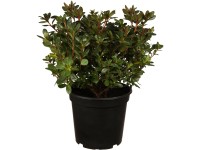 OBI Azalka japonská 