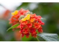 Lantana menlivá, priemer kvetináča cca 12 cm