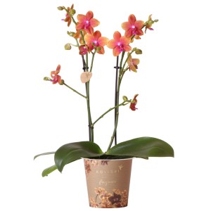 Motýlia orchidea Bolgheri s oranžovo-ružovými kvetmi v kvetináči, výška cca 50 cm.
