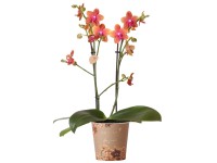 Orchidea lišajovec (Phalaenopsis) 