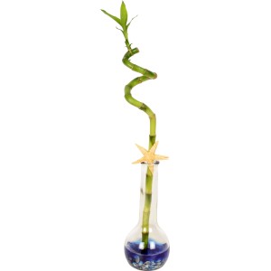 Šťastný bambus Lucky Bamboo v sklenenej váze s mušľami a hviezdicou, kvetináč Ø cca 7 cm.