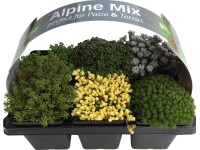 OBI Mix rozchodníkov 6 ks v balení priemer kvetináča cca 7 cm Sedum