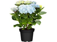 Hortenzia kalinolistá 