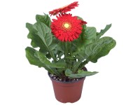 Gerbera priemer kvetináča cca 12 cm červená