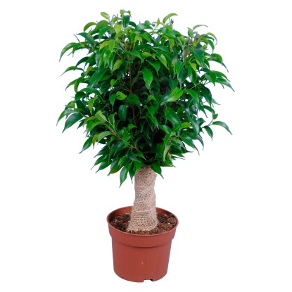 GROW by OBI Fikus malolistý "Jutestamm" (Ficus benjamin), pr. kvetináča cca 12cm