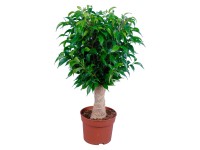 GROW by OBI Fikus malolistý 