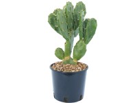 GROW by OBI Opuncia mexická (Opuntia ficus indica) výška 15-20 cm, kvetináč 3 l