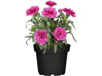 Hvozdík záhradný (Dianthus caryophyllus), rôzne farby, pr. kv. cca 12 cm