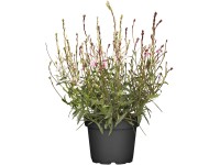 OBI Gaura lindheimerova priemer kvetináča cca 13 cm Gaura