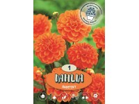 Georgína (dahlia) 