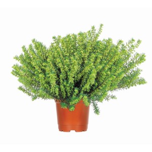 Vresovec pleťový v kvetináči, rôzne farby. Erica, priemer kvetináča cca 12 cm.