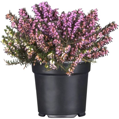 Vres kvitnúci v zime