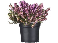 Vres kvitnúci v zime