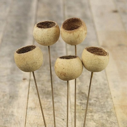 Dekoratívna sušená rastlina Bell Cup zápich, prírodná