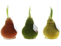 Hviezdnik (Hippeastrum hybride) vo vosku 