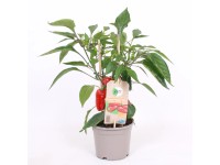 GROW by OBI Paprika siata (Capsicum annuum) červená cca pr. 14 cm
