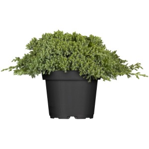 Plazivý borievka Nana v kvetináči, zelené ihličie, pôdopokryvná rastlina pre skalky a nádoby.