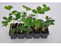 MONTANO Jahoda jednouplodiaca veľkoplodá (Fragaria x ananassa) 10-pack