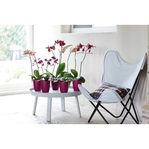 Vysoké kvetináče na orchidey Elho Brussels, Ø 12,5 cm, čerešňovo červené, s kvitnúcimi orchideami na stole.
