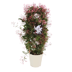 Izbový jazmín na mreži, cca 50-60 cm vysoký v bielom kvetináči. Jasminum polyanthum s ružovými púčikmi.