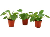 Pilea peperomioides priemer kvetináča cca 5,5 cm Pilea peperomioides