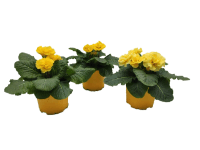 Prvosienka bezbyľová so zvlneným okrajom kvetu, mix farieb pr. kvetináča 10,5 cm