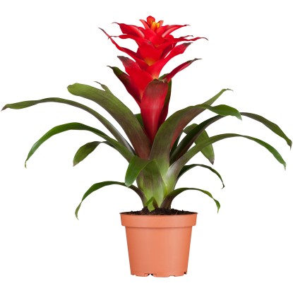 GROW by OBI Guzmánia "Optima" červená priemer kvetináča cca 12 cm Guzmania