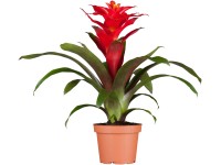 GROW by OBI Guzmánia 