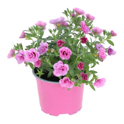 GROW by OBI Minipetúnia (Calibrachoa hybrid) "Double Deep Violett" cca pr. 12 cm