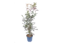 GROW by OBI Javor dlanitolistý (Acer palmatum) 