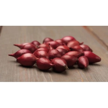GardenSeed Premium Cibuľa sadzačka Red Karmen 300 g