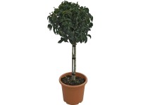 OBI Vavrínovec portugalský 