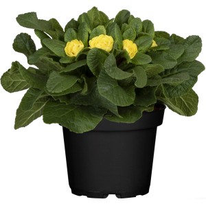 Žltá Prvosienka bezbyľová (Primula acaulis) v kvetináči, farebná jarná rastlina od GROW by OBI.