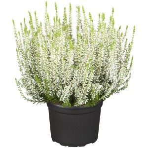 Biela vresovisková rastlina (Calluna vulgaris) v kvetináči, cca 9,5 cm Ø. Mrazuvzdorná vresovisková rastlina na balkón a do záhrady.