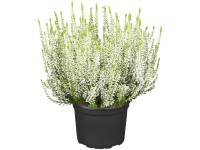 Landgard Vres obyčajný (Calluna vulgaris) 