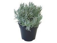 GROW by OBI Levanduľa úzkolistá (Lavandula angustifolia), pr. kv. 14 cm
