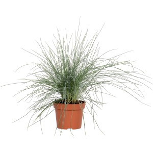 Kostrava sivá 'Eisvogel' GROW by OBI v kvetináči, okrasná tráva s modrastými listami.